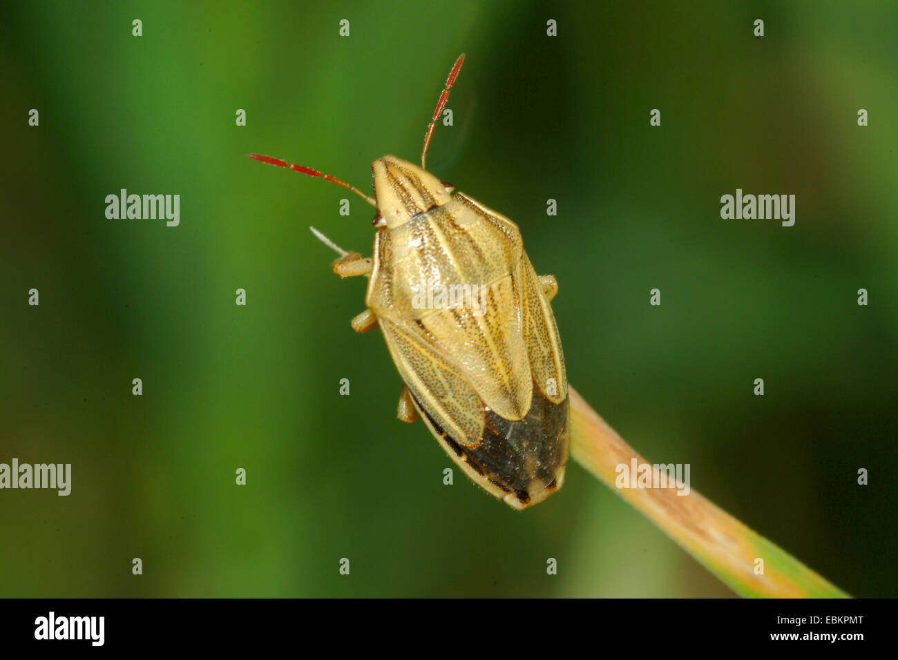Bishop's mitre, Bishop's mitre bug (Aelia acuminata), sitting on a grass blade, Germany Stock Photo