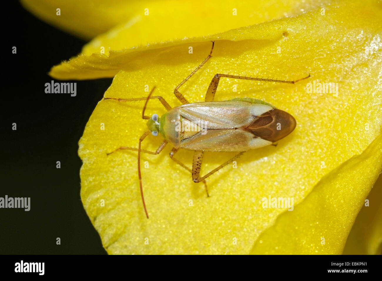 Alfalfa plant bug (Adelphocoris lineolatus), sitting on a yellow flower, Germany Stock Photo