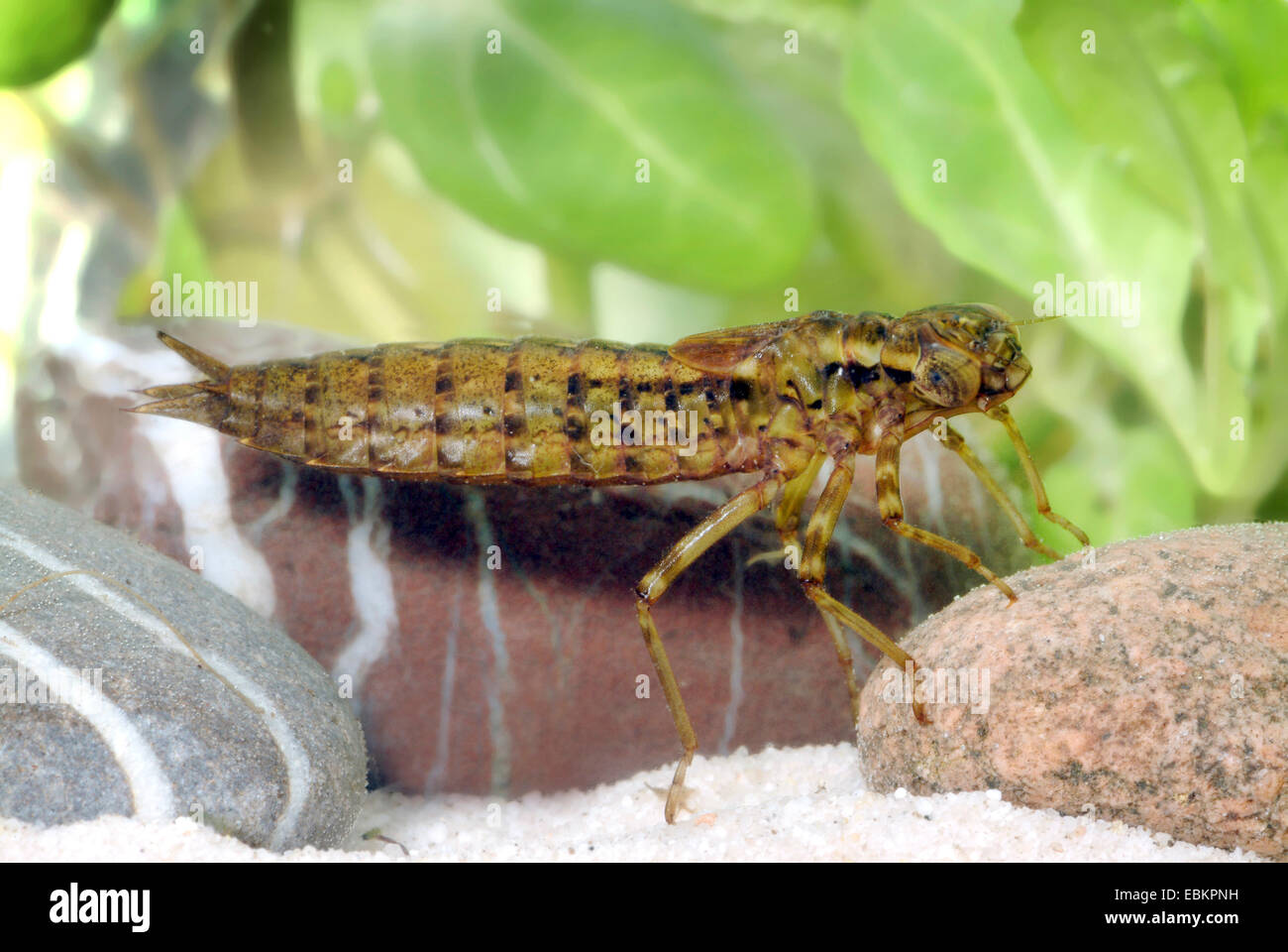 Darners large dragonflies aeshnidae larva hi-res stock ...