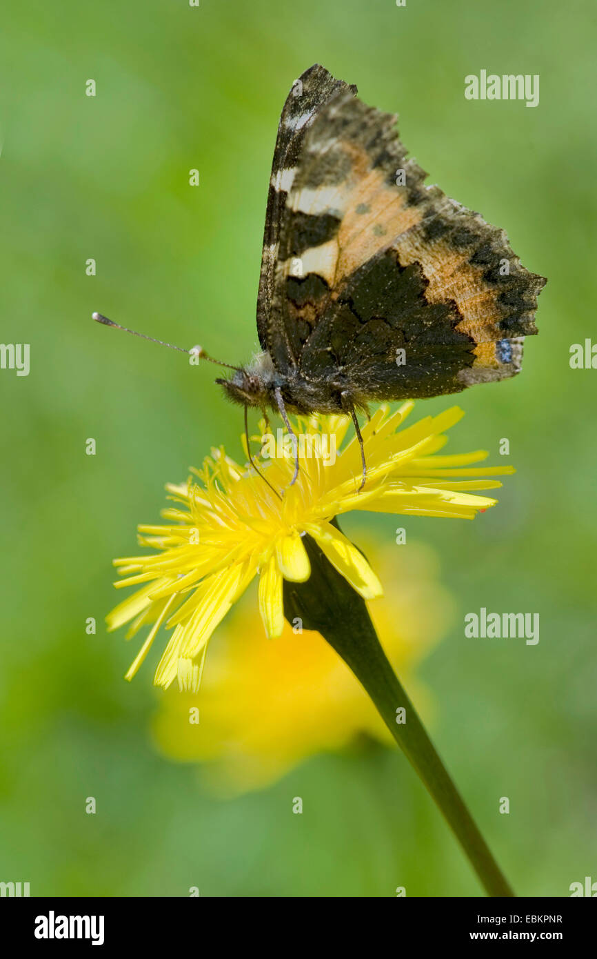 small tortoiseshell (Aglais urticae, Nymphalis urticae), sitting on a yellow compositae, Germany, Lieschen/Wasserwendi Stock Photo