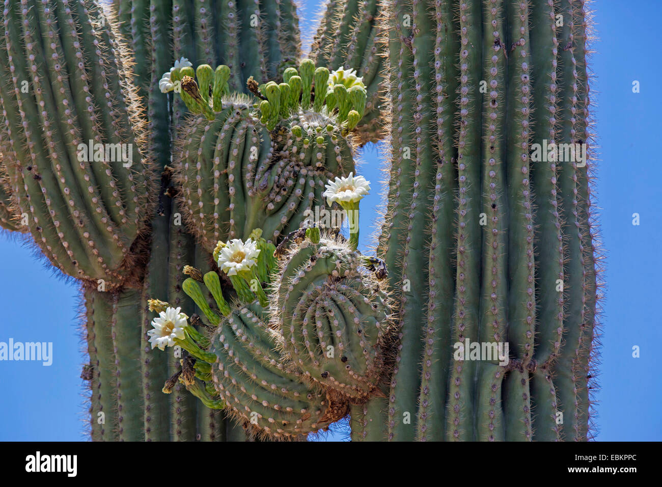 saguaro cactus (Carnegiea gigantea, Cereus giganteus), blooming, USA, Arizona, Sonoran Stock Photo