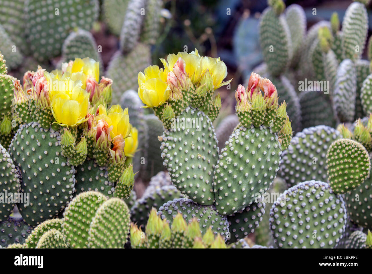 bunny ear cactus bunny ear cactus