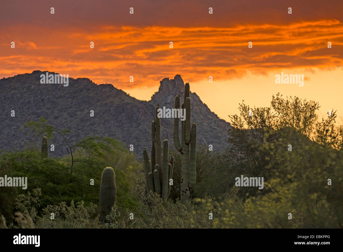 saguaro cactus (Carnegiea gigantea, Cereus giganteus), at sunrise with Pinnacle peak in the background, USA, Arizona, Sonoran Stock Photo