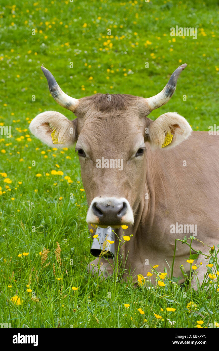 Swiss Cows Traditional Cowbells Stock Photo 711781867