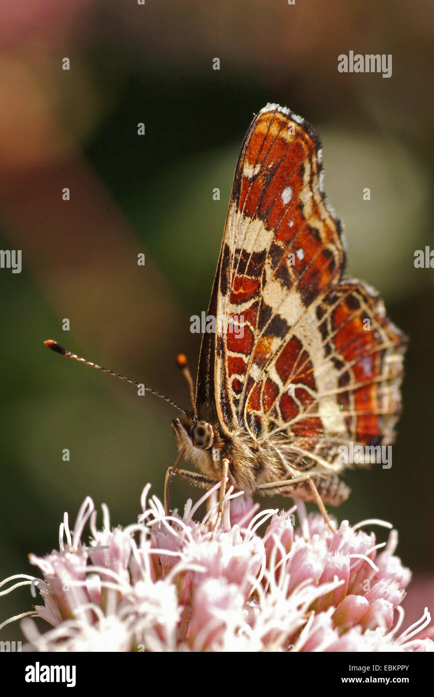 map butterfly (Araschnia levana), sitting on pink flowers, Germany Stock Photo