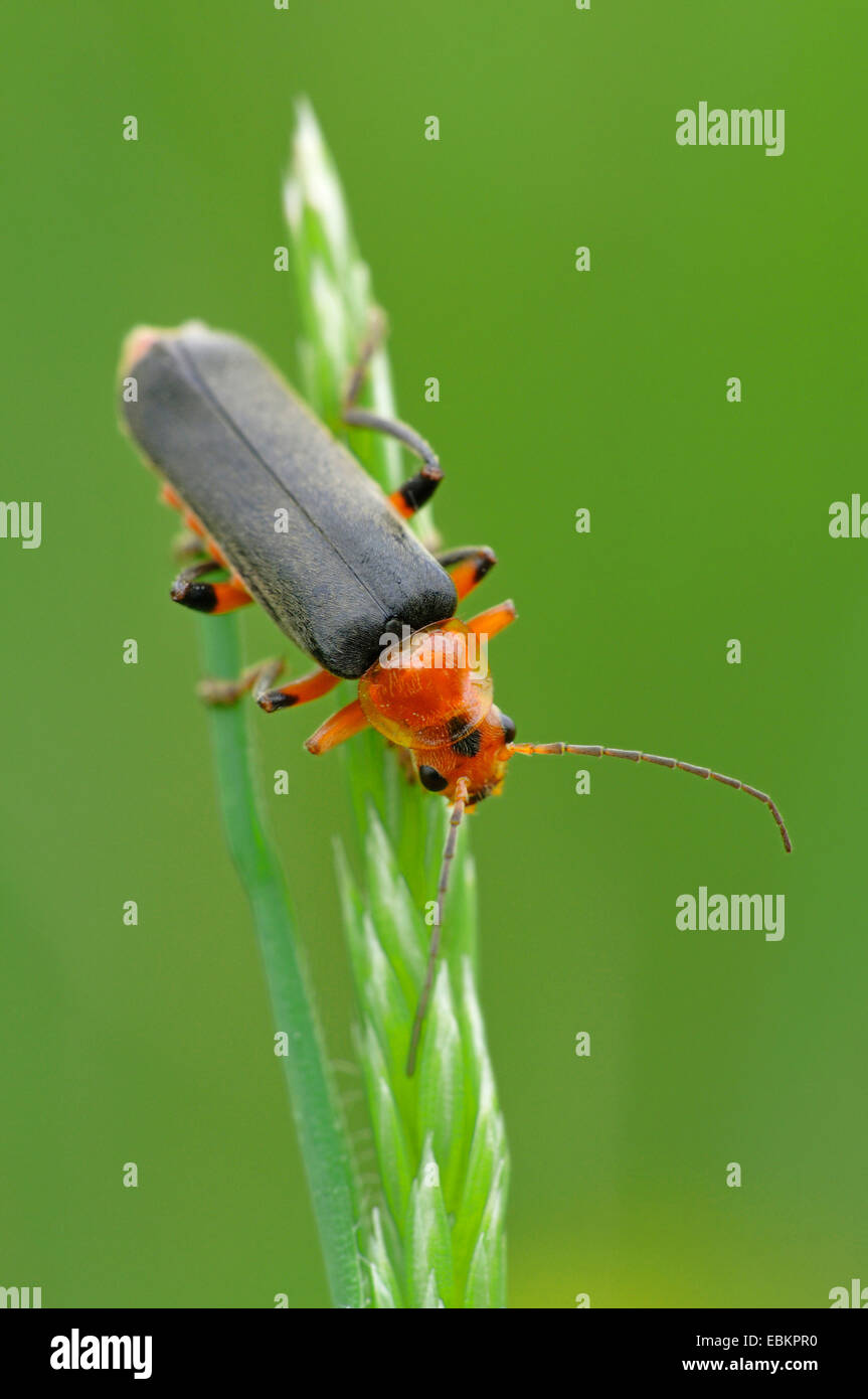 common cantharid, common soldier beetle (Cantharis fusca), sitting at a grass ear, Germany Stock Photo