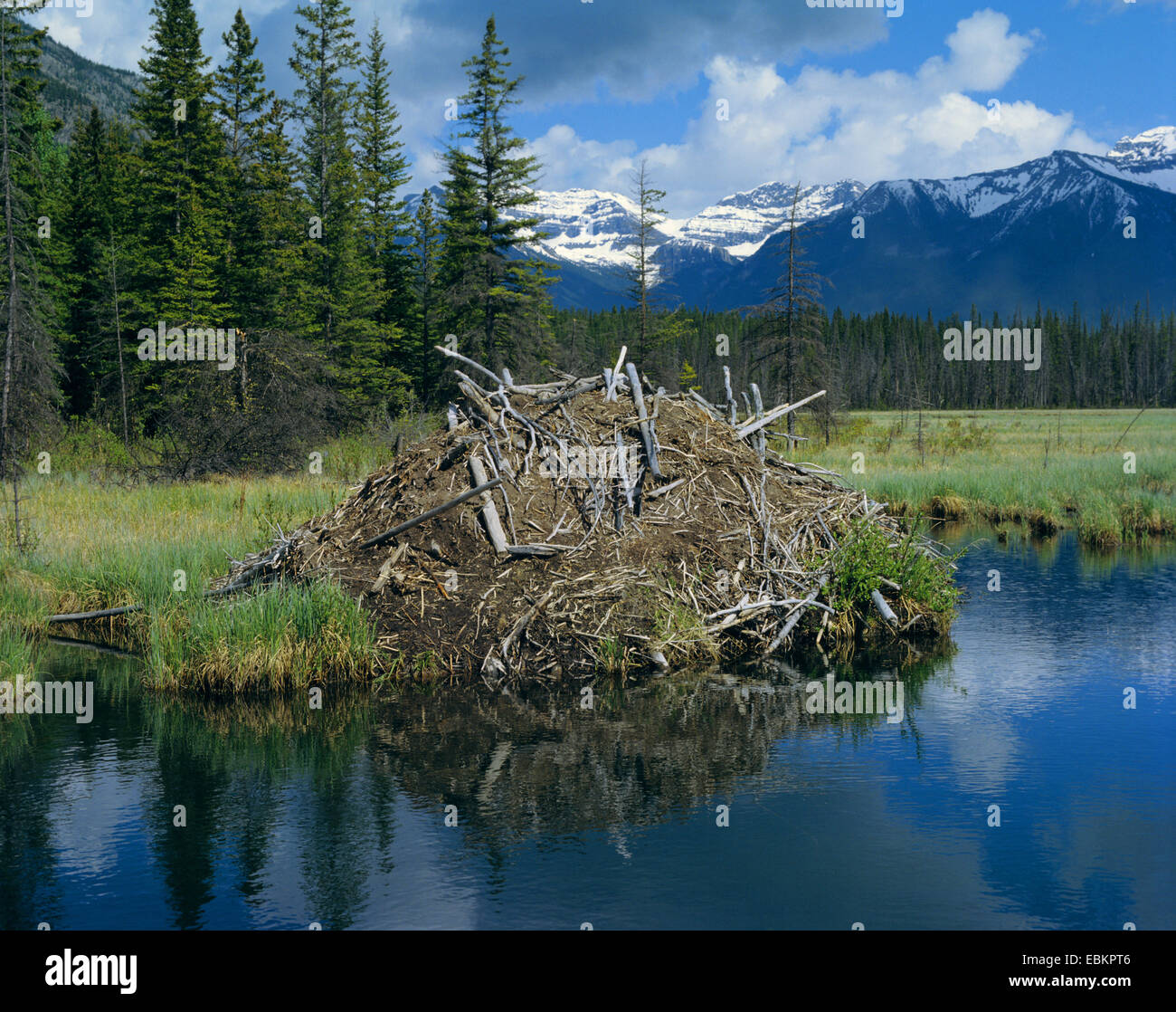 Beaver Lodge High Resolution Stock Photography And Images Alamy