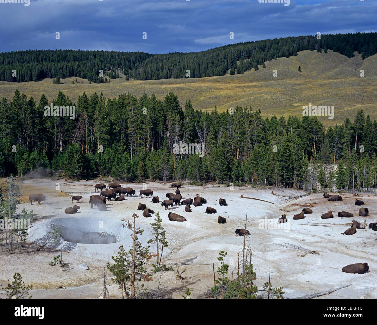 American bison, buffalo (Bison bison), herd of buffalos next to hot springs, USA, Yellowstone National Park Stock Photo
