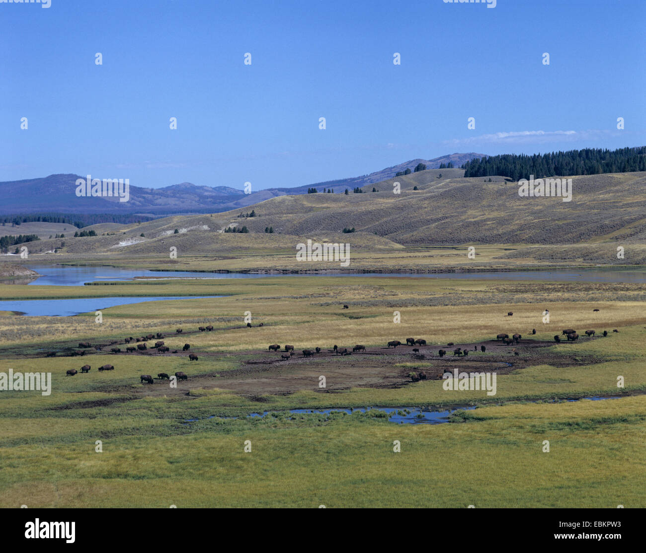 American bison, buffalo (Bison bison), herd of buffalos in the prairie, USA, Yellowstone National Park Stock Photo