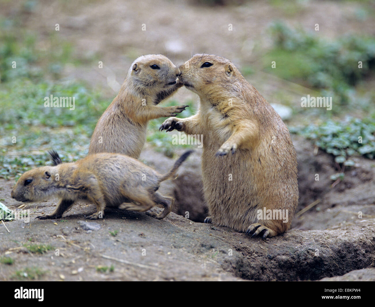 black-tailed prairie dog, Plains prairie dog (Cynomys ludovicianus), with young animals at the den Stock Photo