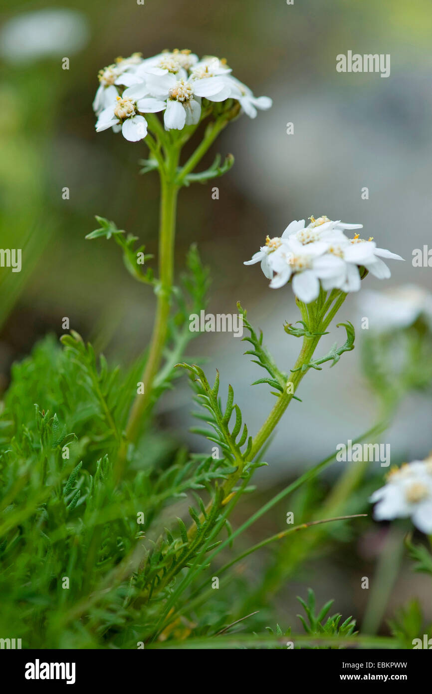 Dark Stemmed Sneezewort (Achillea atrata), blooming, Germany Stock Photo