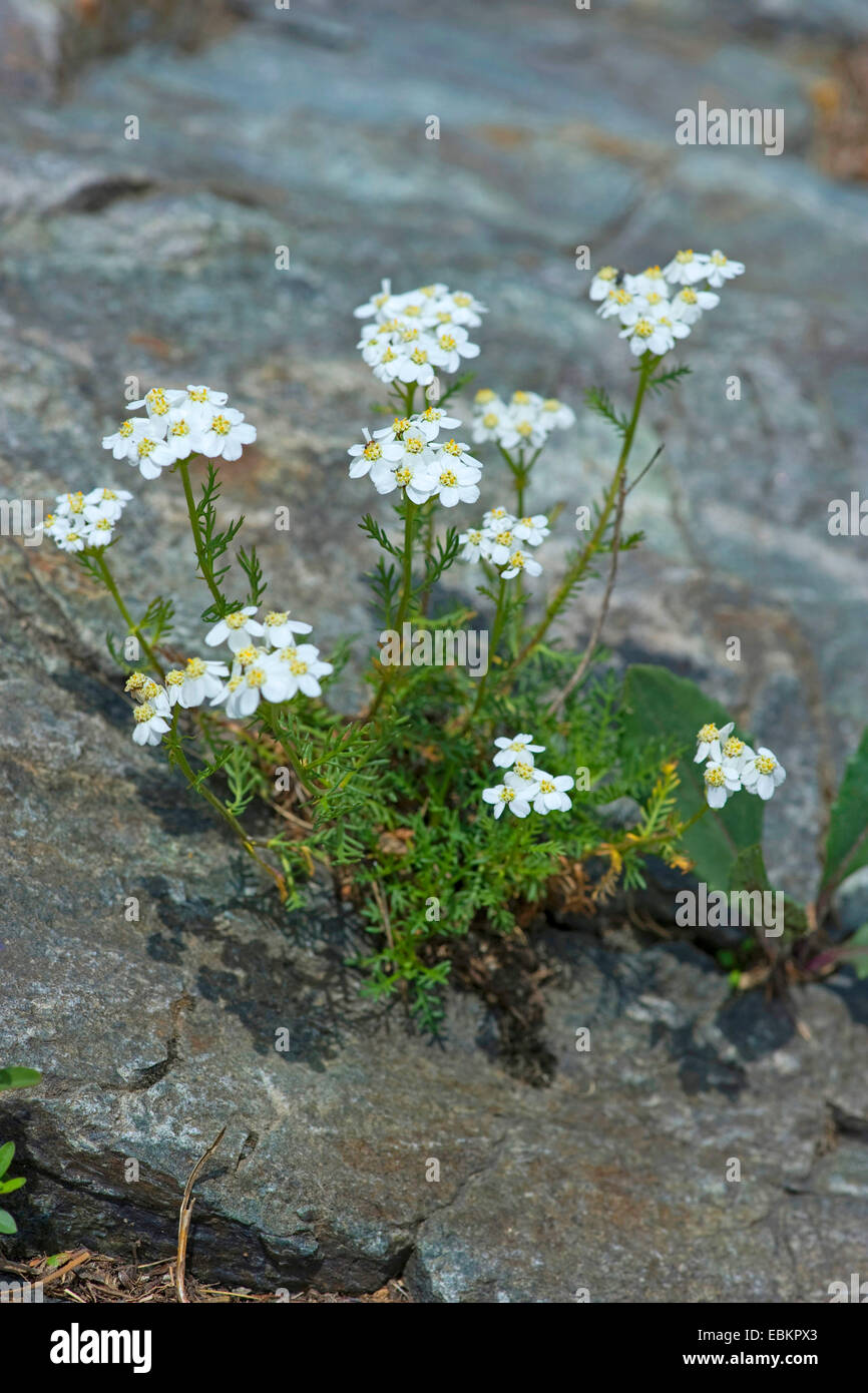 Dark Stemmed Sneezewort (Achillea atrata), blooming on a rock, Germany Stock Photo