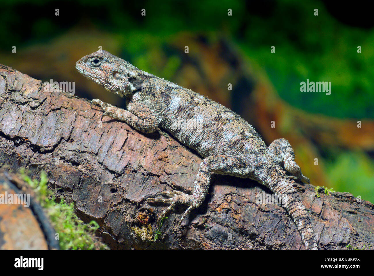 Blue-throated Agama (Acanthocercus atricollis), on a branch Stock Photo