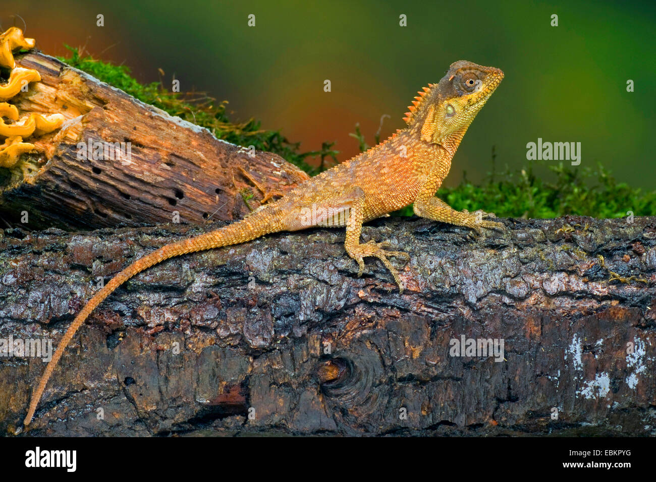 Green Pricklenape (Acanthosaura capra), young animal sitting on mossy deadwood Stock Photo