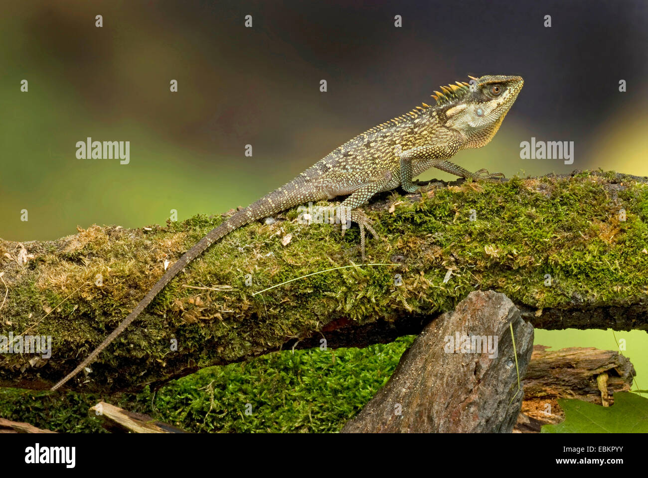 Green Pricklenape (Acanthosaura capra), sitting on mossy deadwood Stock Photo