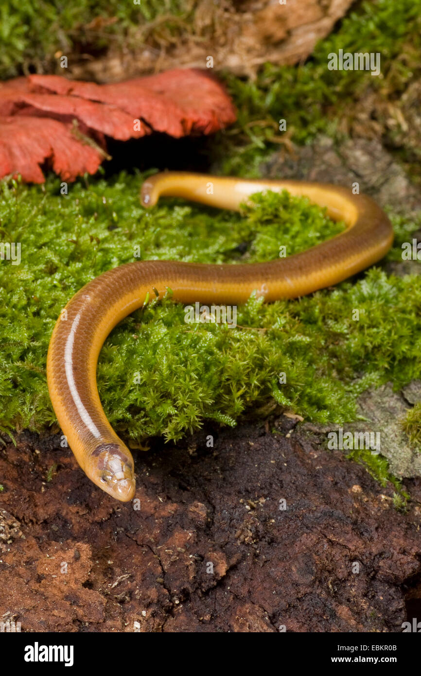 Percivals legless lizards hires stock photography and images Alamy