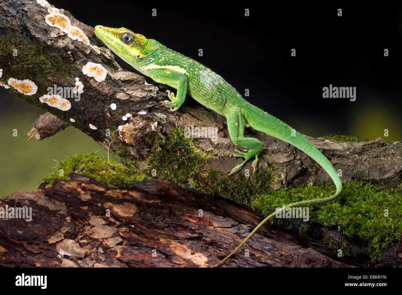 Anolis equestris hi-res stock photography and images - Alamy