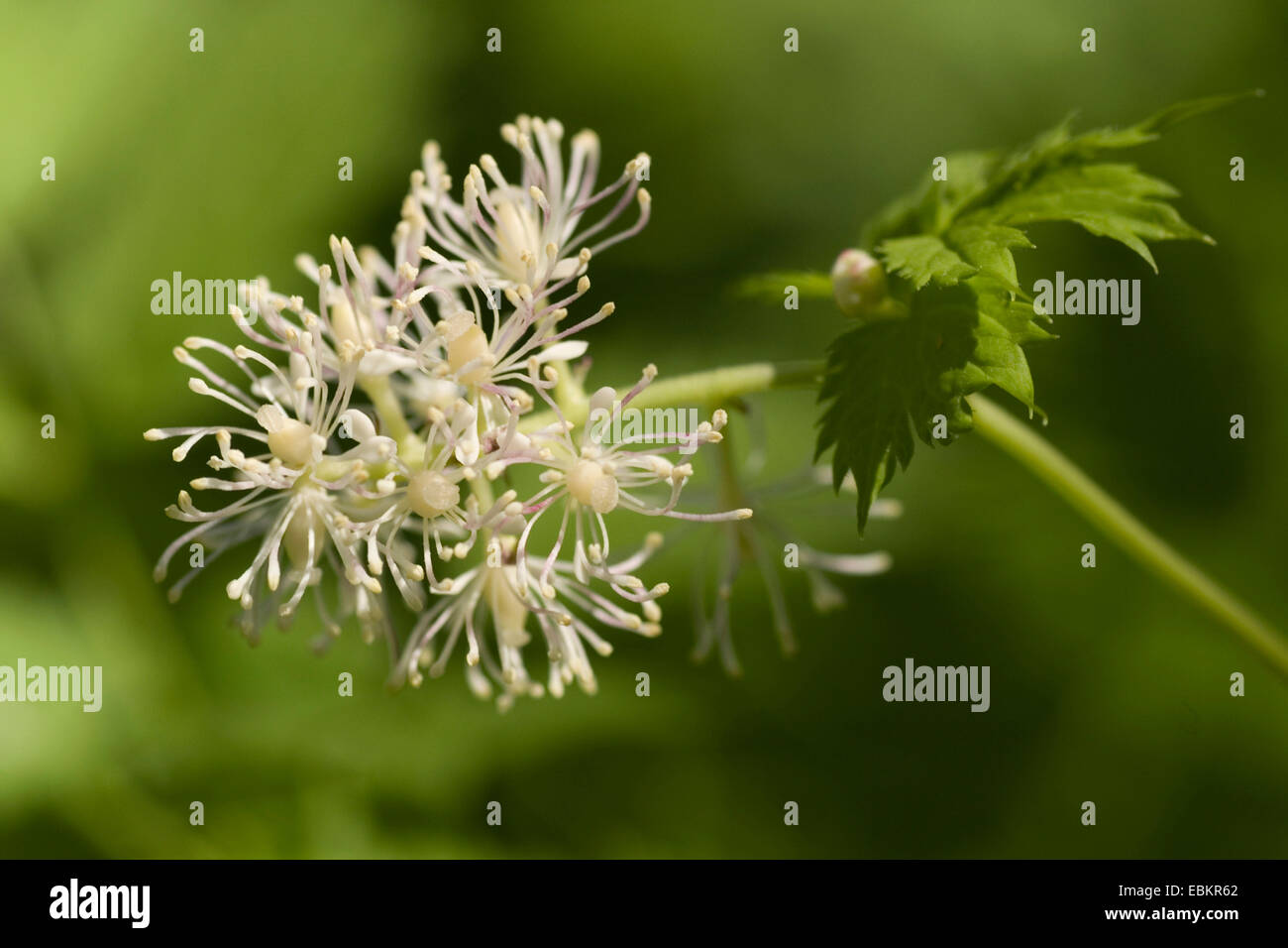 baneberry (Actaea spicata), blooming, Germany Stock Photo