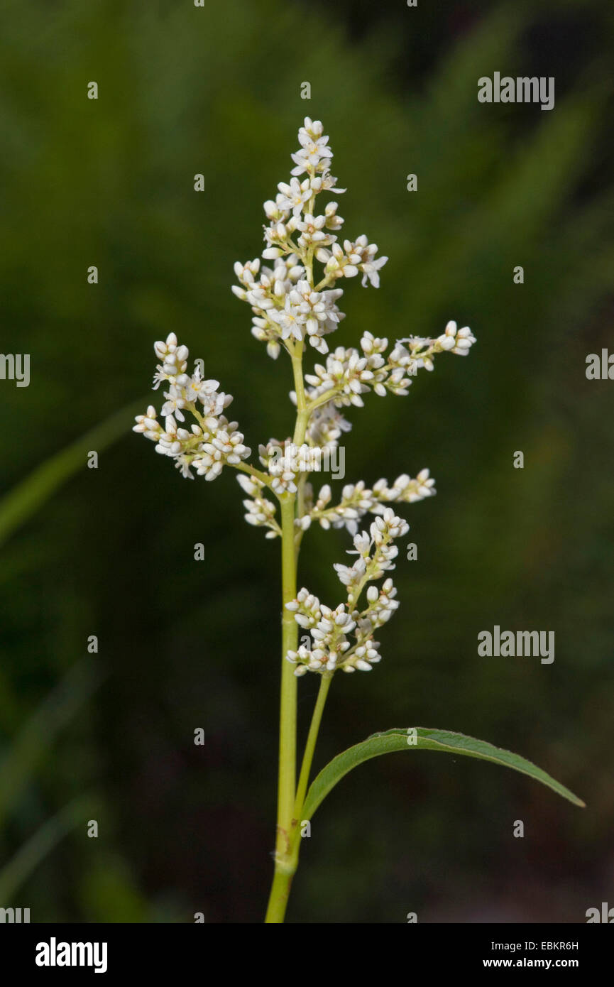 Alpine knotweed (Polygonum alpinum, Aconogonon alpinum, Persicaria alpina), inflorescence Stock Photo