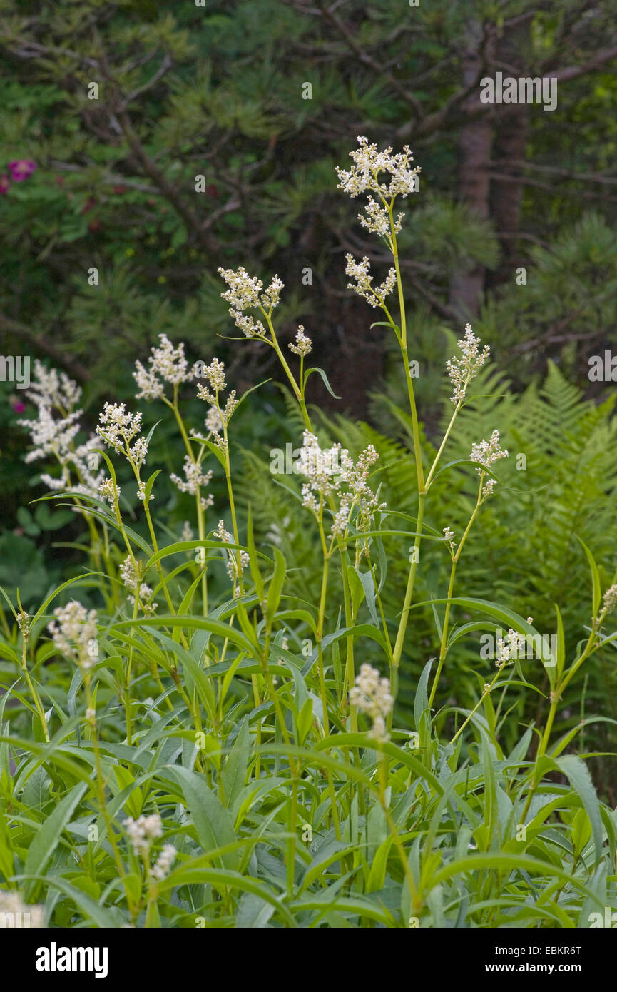 Alpine knotweed (Polygonum alpinum, Aconogonon alpinum, Persicaria alpina), blooming, Germany Stock Photo