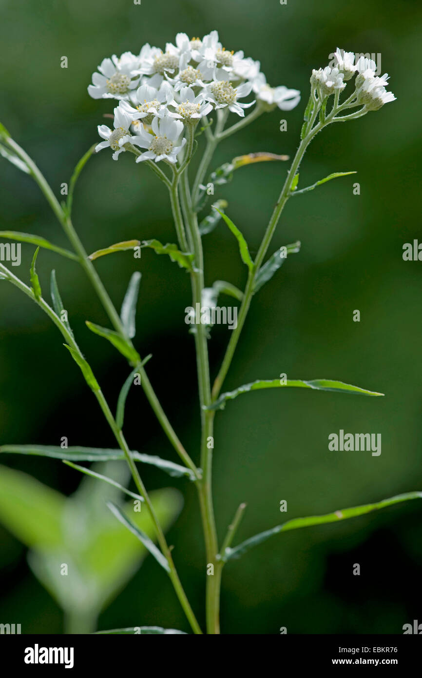 sneezewort yarrow, false sneezewort (Achillea ptarmica), blooming Stock ...