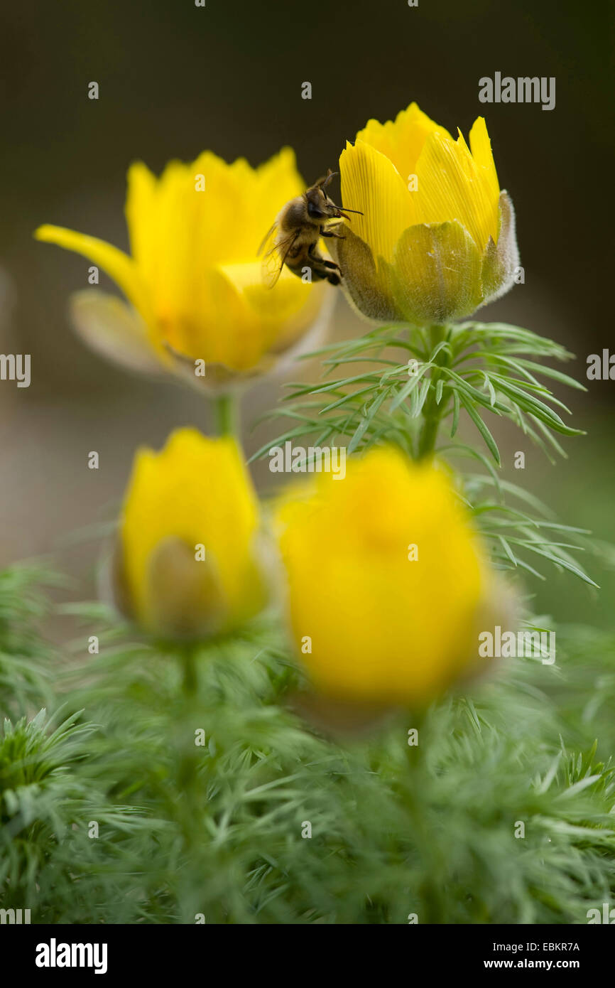 spring adonis (Adonis vernalis), blooming, Germany Stock Photo