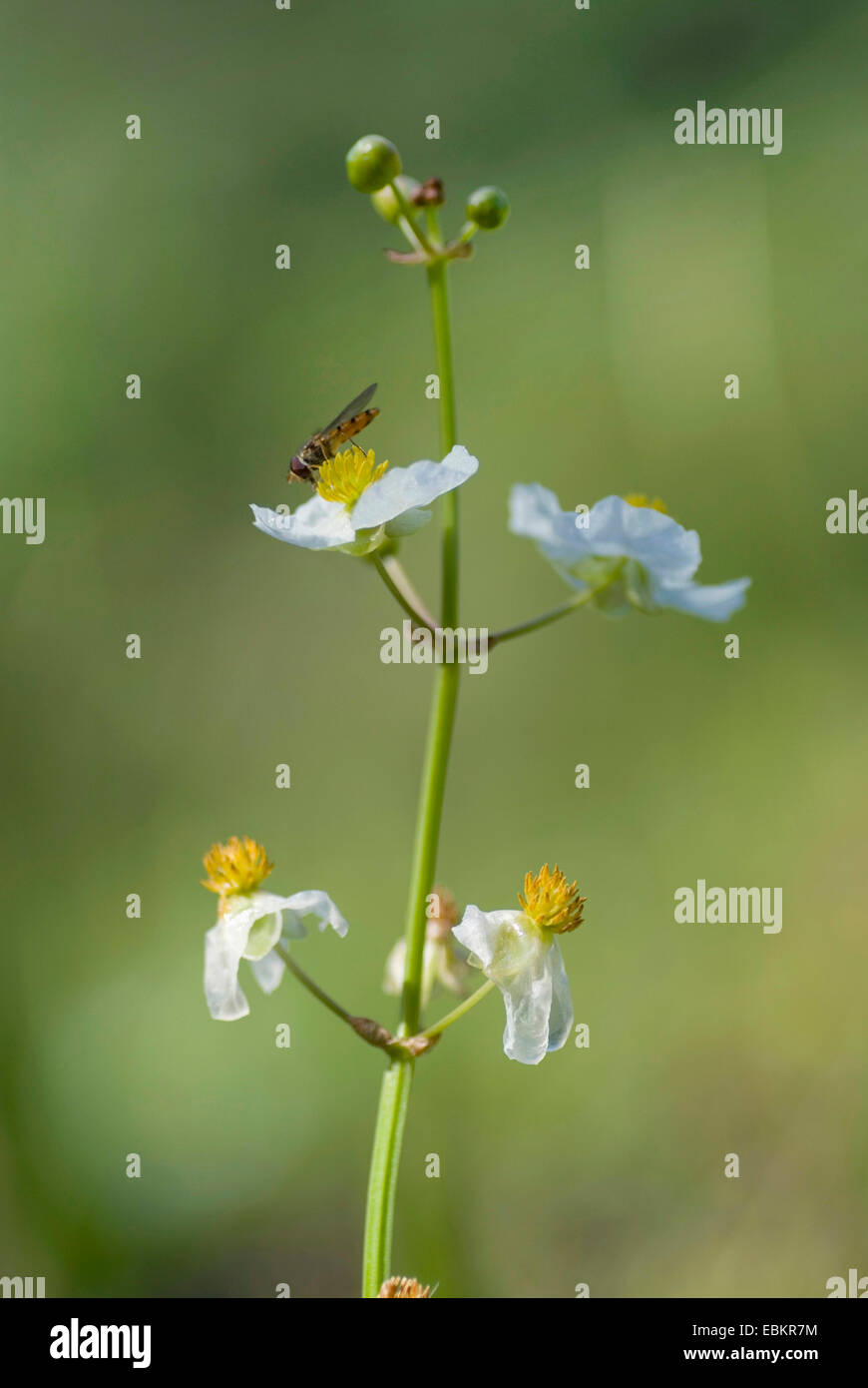 water-plantain (Alisma plantago-aquatica), inflorescence with hoverfly, Germany Stock Photo