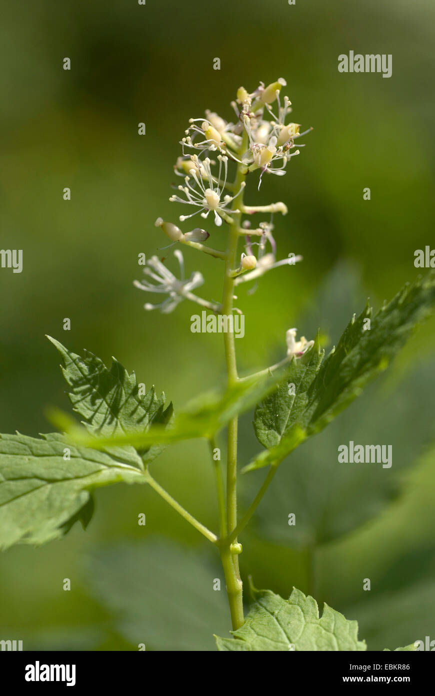baneberry (Actaea spicata), blooming, Germany Stock Photo