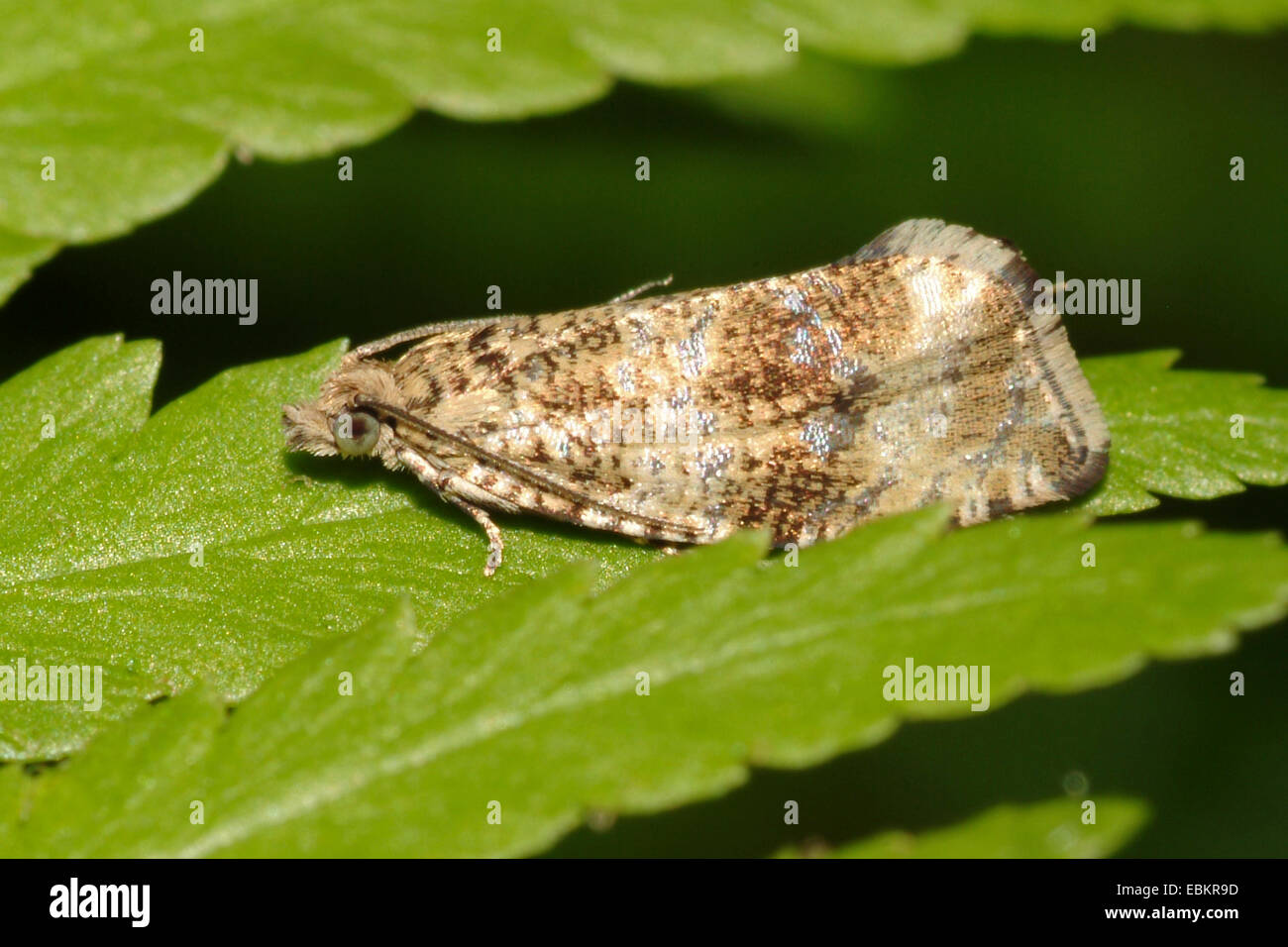 Dark Strawberry Tortrix (Celypha lacunana), sitting on a leaf, Germany Stock Photo