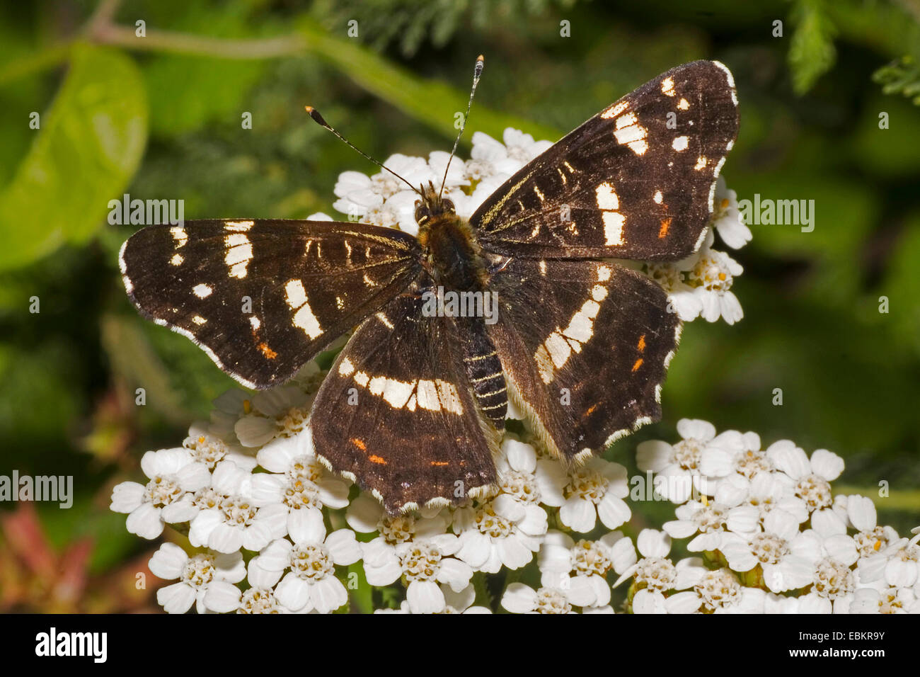 map butterfly, summer form (Araschnia levana f. prorsa), sitting on a plant, Germany Stock Photo