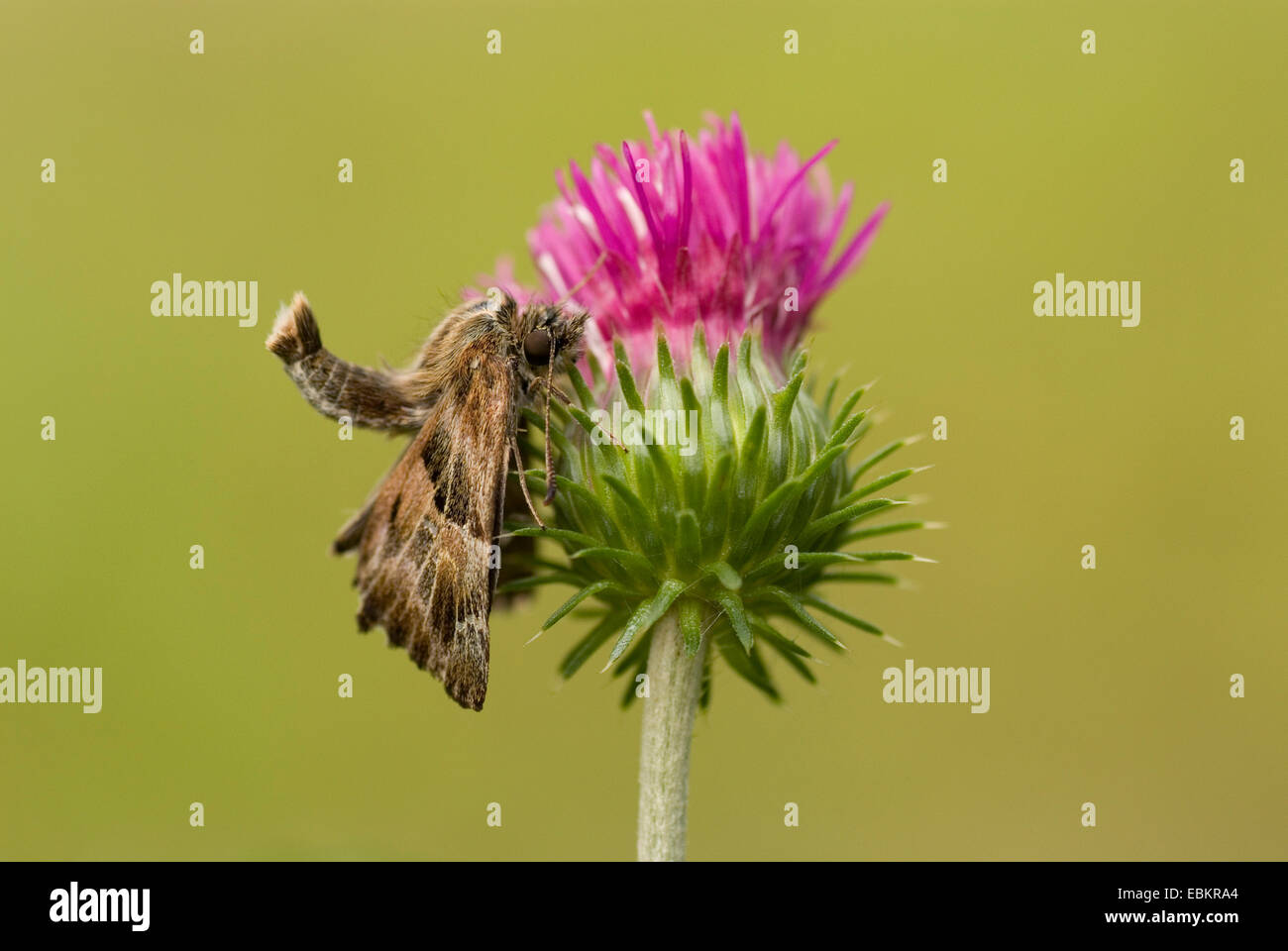 mallow skipper (Carcharodus alceae), sitting at a thistle, Germany Stock Photo