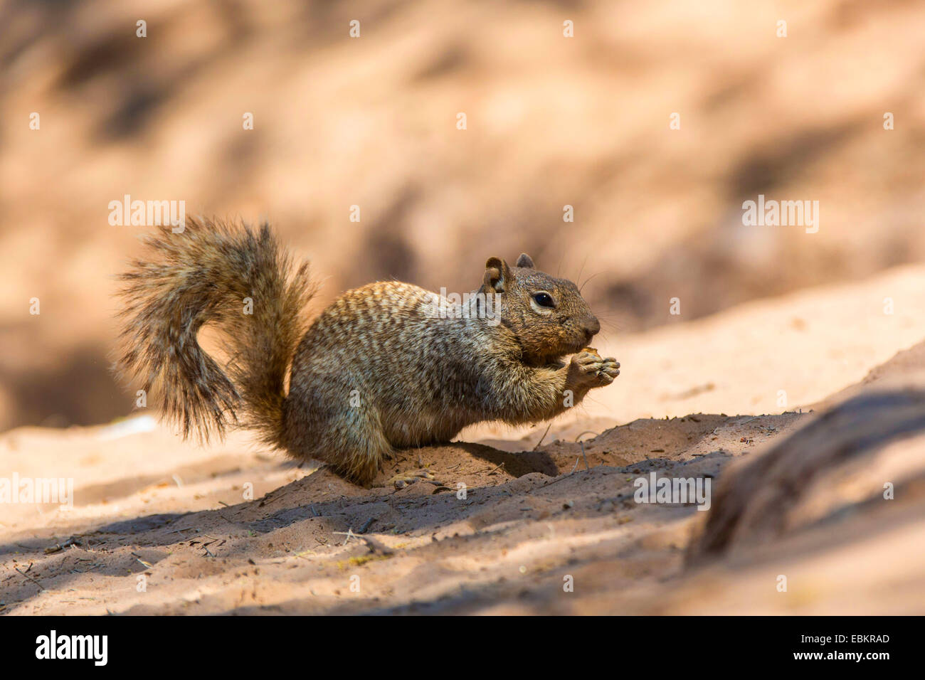 rock squirrel (Citellus variegatus, Spermophilus variegatus  ), sitting on sandy river shore feeding, USA, Arizona, Sonoran, Phoenix Stock Photo