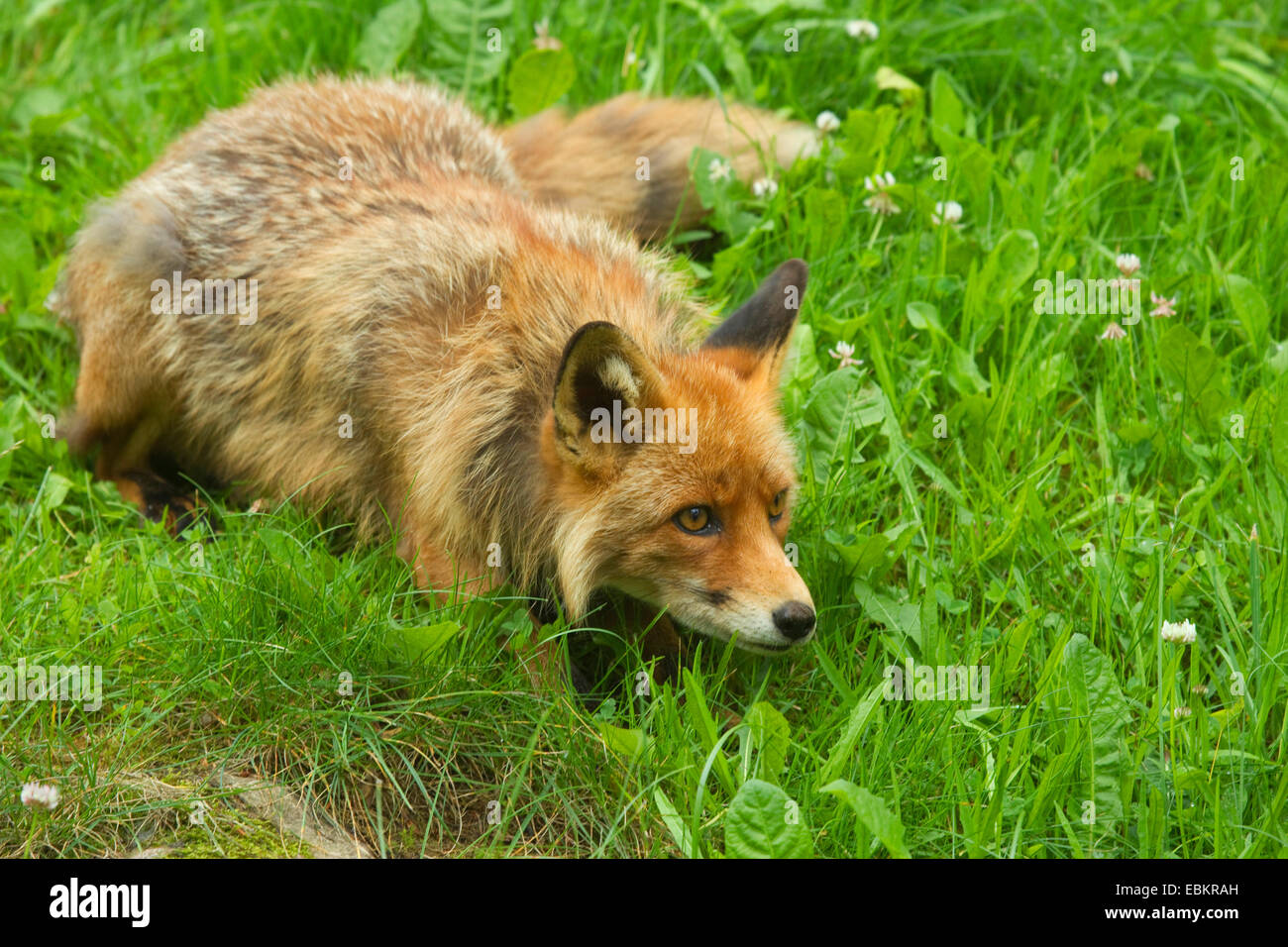 red fox (Vulpes vulpes), lying in wait in a meadow, Germany Stock Photo