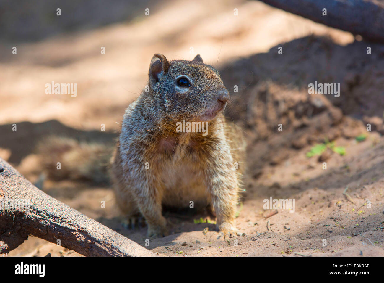 rock squirrel (Citellus variegatus, Spermophilus variegatus  ), sitting on sandy river shore, USA, Arizona, Sonoran, Phoenix Stock Photo