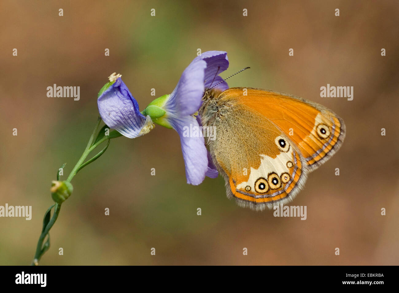pearly heath (Coenonympha arcania), on a violet flower, Germany Stock Photo