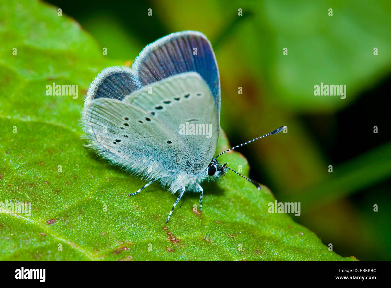 small blue (Cupido minimus), sitting on a leaf, Switzerland, Bernese Oberland Stock Photo