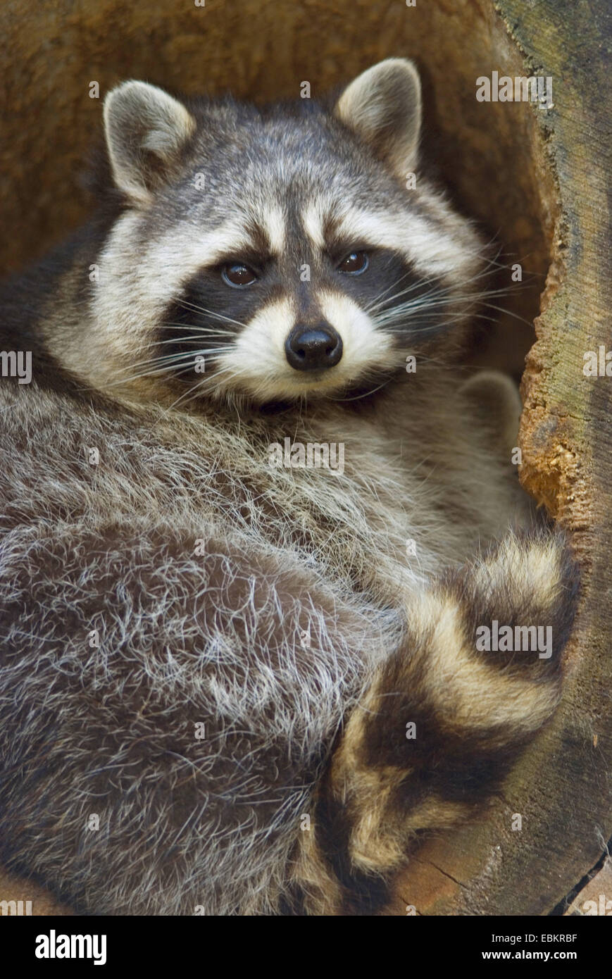 common raccoon (Procyon lotor), lying in a tree hole, Germany Stock Photo
