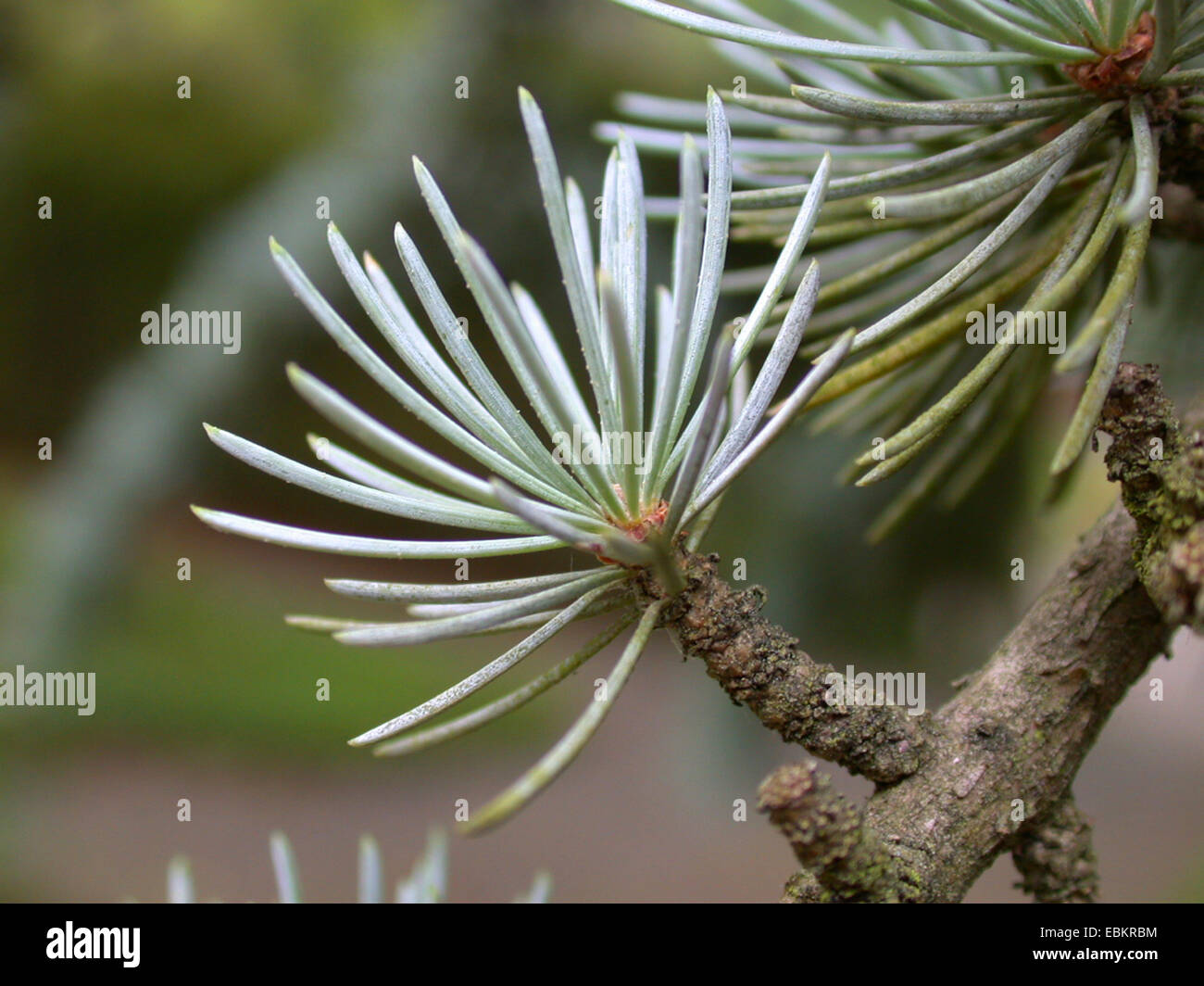 Blue cedar (Cedrus atlantica 'Glauca', Cedrus atlantica Glauca), short shoot with needles Stock Photo