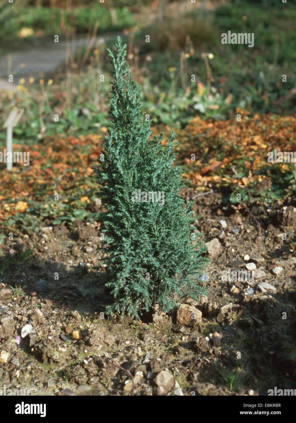 Lawson cypress, Port Orford cedar (Chamaecyparis lawsoniana 'Ellwoodii', Chamaecyparis lawsoniana Ellwoodii), cultivar Ellwoodii Stock Photo