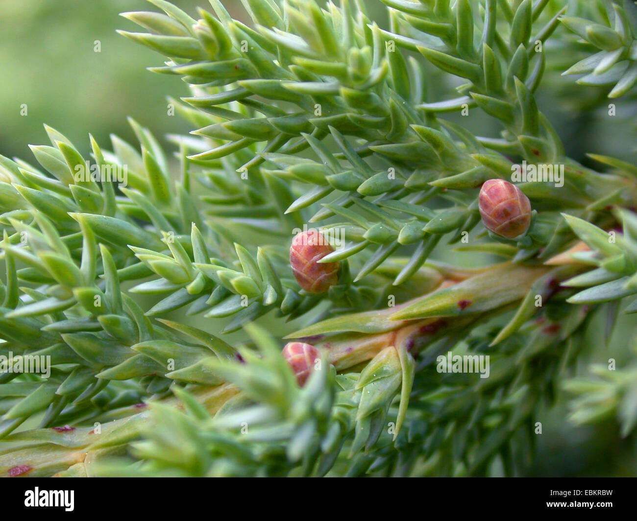 Japanese dwarf juniper  (Juniperus procumbens 'Nana', Juniperus procumbens Nana), male flowers Stock Photo