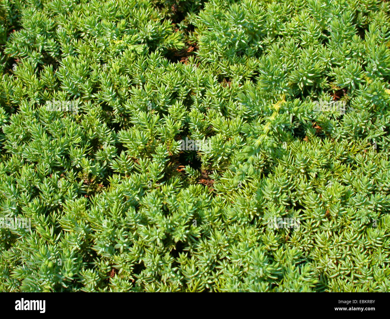 Japanese dwarf juniper  (Juniperus procumbens 'Nana', Juniperus procumbens Nana), branches Stock Photo