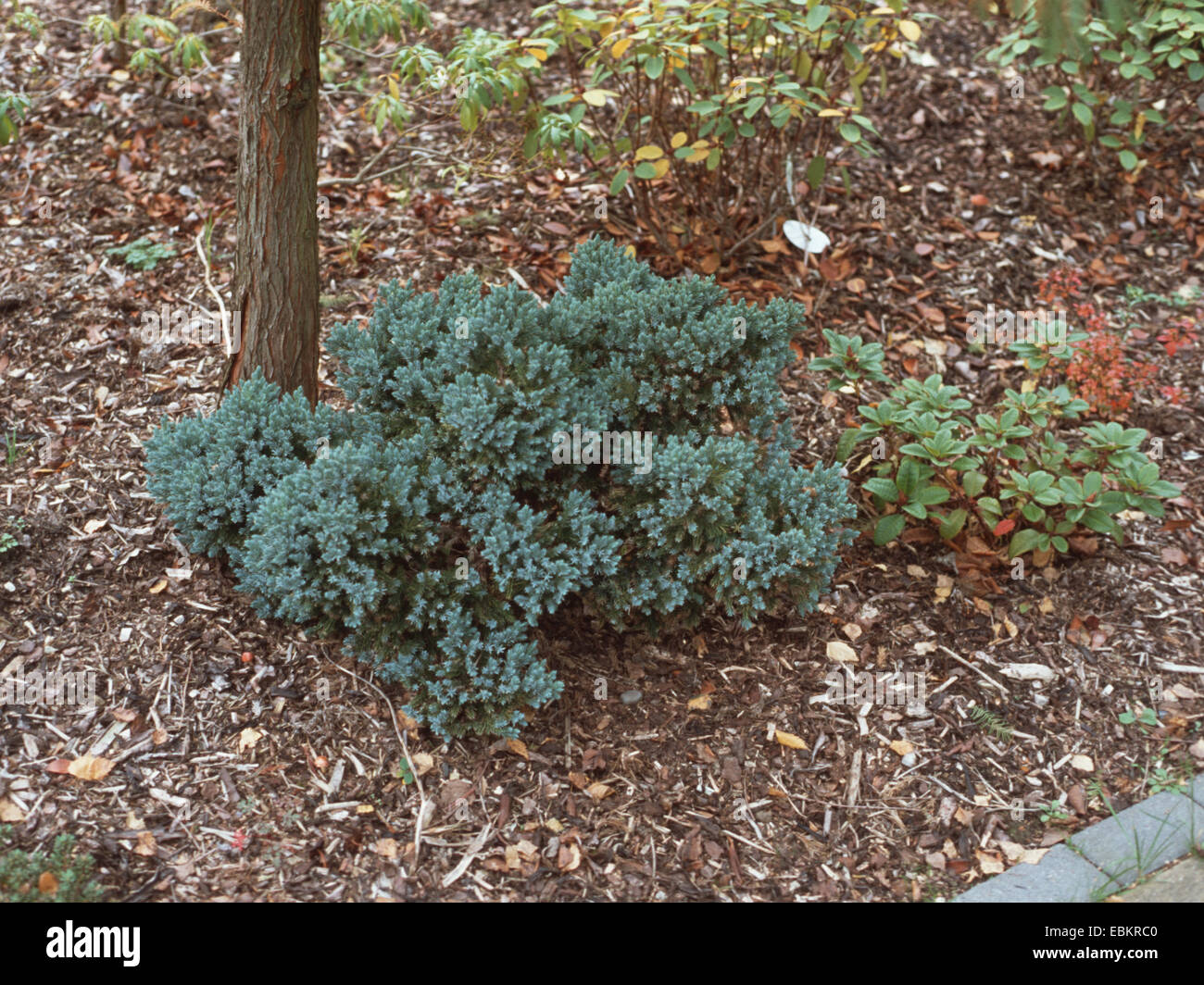 Blue Star Juniper (Juniperus squamata 'Blue Star', Juniperus squamata Blue Star), cultivar Blue Star Stock Photo