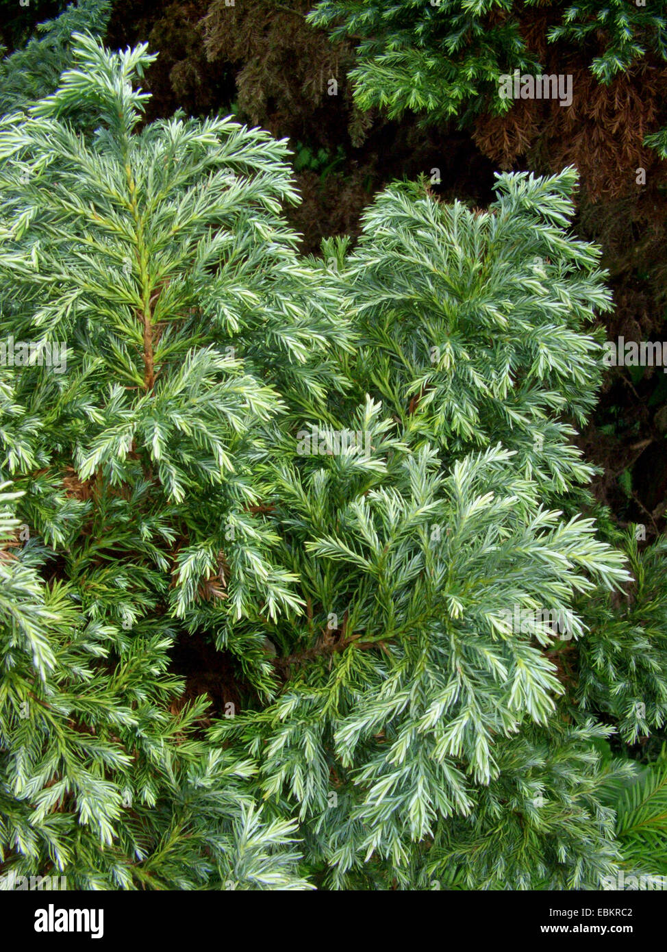 sawara falsecypress (Chamaecyparis pisifera 'Squarrosa', Chamaecyparis pisifera Squarrosa), cultivar group Squarrosa Stock Photo