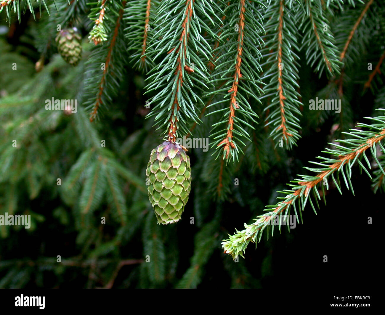 Norway spruce (Picea abies 'Acrocona', Picea abies Acrocona), branch with cone of cultivar Acrocona Stock Photo