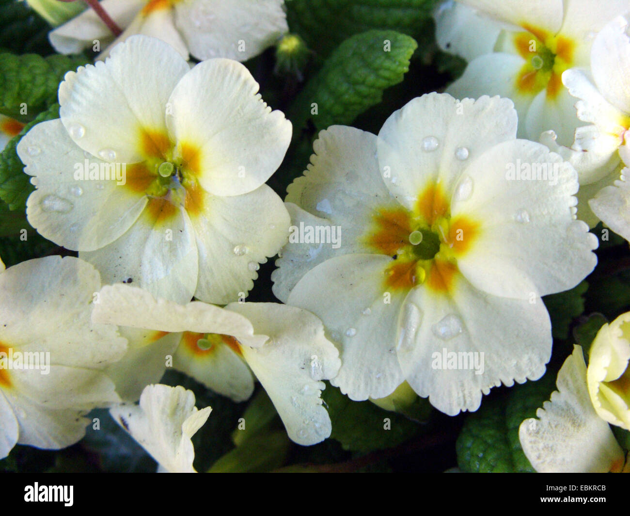 true English primrose (Primula acaulis, Primula vulgaris), flowers Stock Photo