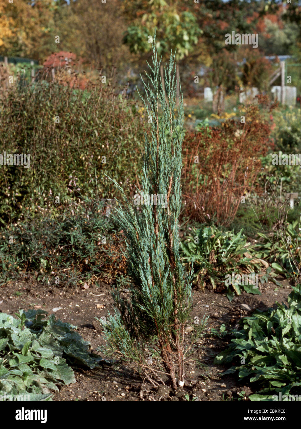 Juniper (Juniperus virginiana 'Skyrocket', Juniperus virginiana Skyrocket, Juniperus scopulorum 'Skyrocket', Juniperus scopulorum Skyrocket), cultivar Skyrocket Stock Photo