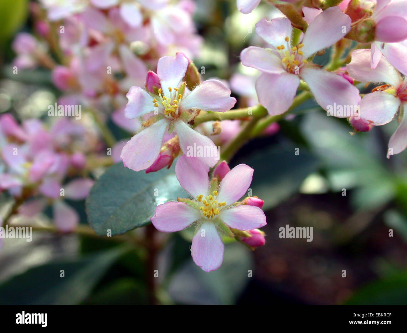 Indian Hawthorn, India Hawthorn (Rhaphiolepis indica 'Apple Blossom