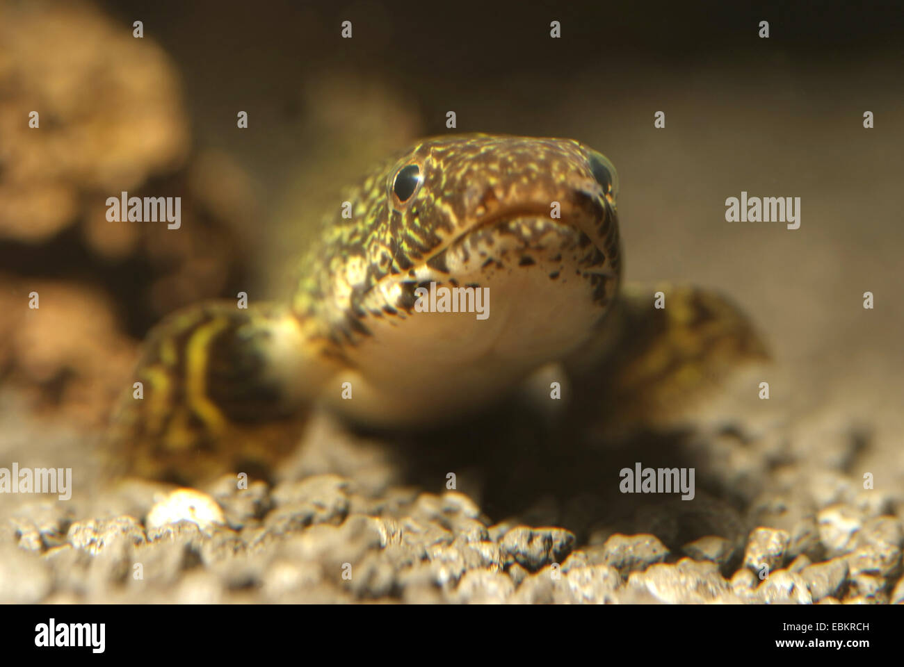 Ornate bichir (Polypterus ornatipinnis), portrait Stock Photo