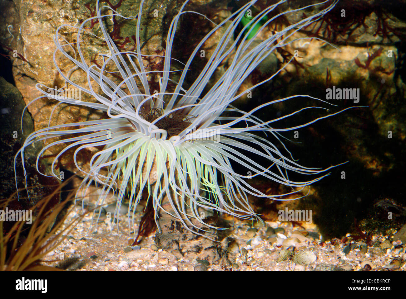 Cerianthid (Cerianthus spec.), with long white tentacles Stock Photo