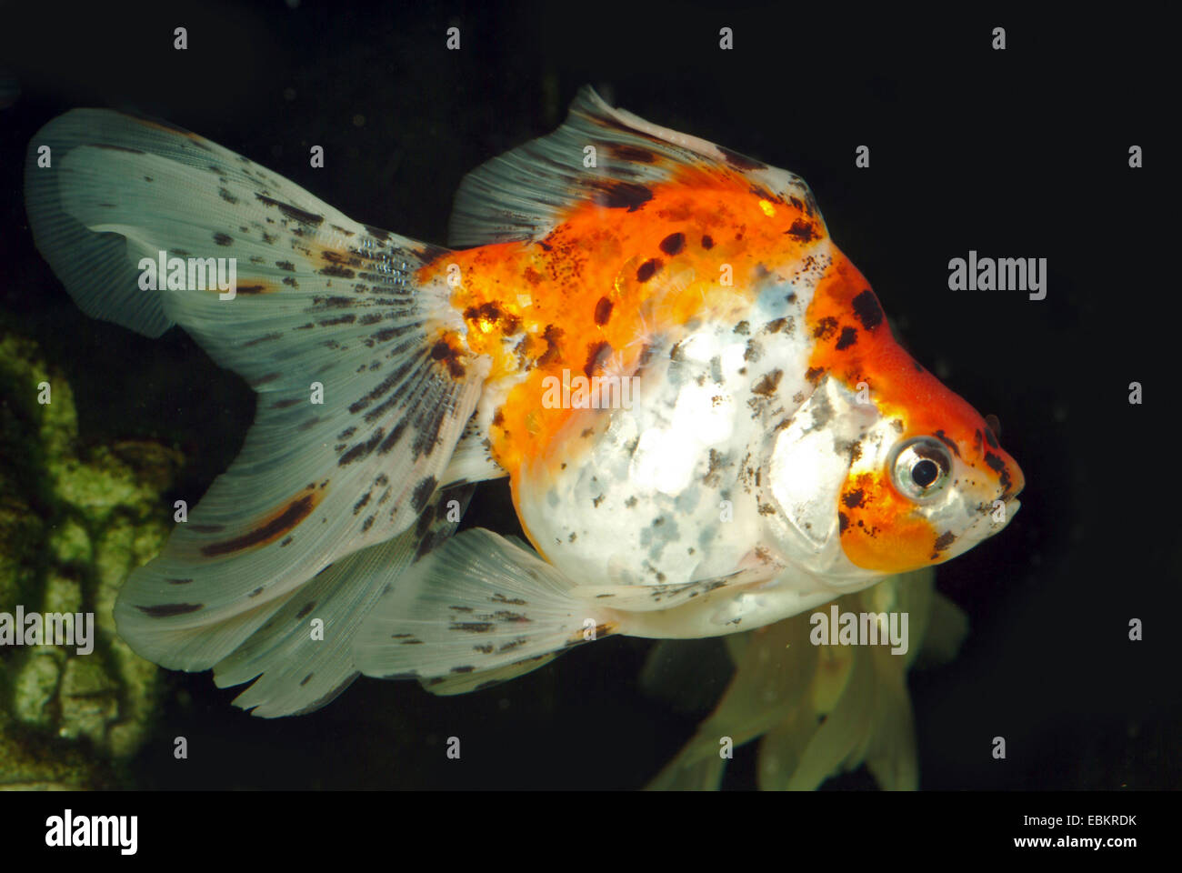 goldfish, common carp (Carassius auratus), breeding form Fringtail calico Stock Photo